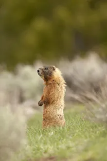 Images Dated 17th May 2011: Yellowstone National Park, Wyoming, USA. Yellow-bellied marmot standing on its hind legs