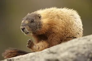 Images Dated 17th May 2011: Yellowstone National Park, Wyoming, USA. Yellow-bellied marmot grooming itself while