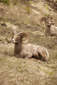 Images Dated 2nd December 2018: Yellowstone National Park, Wyoming, USA. Bighorn sheep rams resting