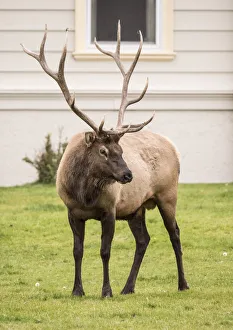 Images Dated 31st March 2019: Yellowstone National Park, Wyoming, USA