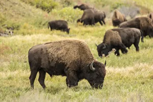 Janet Horton Prints: Yellowstone National Park, Wyoming, USA. American bison herd grazing