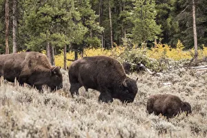Yellowstone National Park, Wyoming, USA. Bison family walking in Lamar Valley