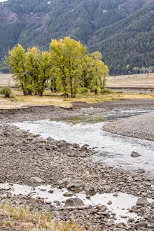 Yellowstone National Park, Wyoming, USA. Scenic landscape of Slough Creek