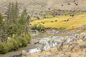 Yellowstone National Park, Wyoming, USA. Pebble Creek landscape in the Lamar Valley