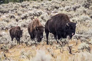 Yellowstone National Park, Wyoming, USA. Family of bison in the Lamar Valley after an