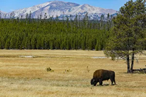 Images Dated 8th January 2022: Yellowstone National Park, Wyoming, USA. Buffalo