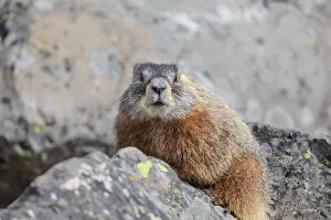 Yellowstone National Park, yellow-bellied marmot posing on a rock