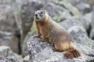 Rodent Prints: Yellowstone National Park, yellow-bellied marmot posing on a rock