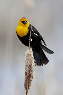 Yellowstone National Park, yellow-headed blackbird perched on a reed