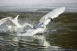 Swan Prints: Yellowstone National Park, Yellowstone River