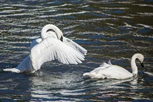 Swan Prints: Yellowstone National Park, Yellowstone River