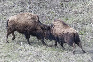 Lamar Valley Prints: Yellowstone National Park. Two young bison playing fight
