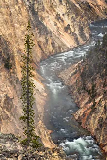 Images Dated 5th August 2020: Yellowstone River, Grand Canyon of the Yellowstone, Yellowstone National Park, Wyoming