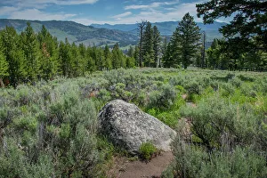 Yellowstone River Picnic Area, Yellowstone National Park, Wyoming, USA