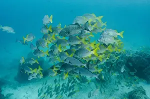 Images Dated 7th December 2014: Yellowtail Grunt (Anisotremus interruptus) & Dog Snapper (Lutjanus novemfasciatus)