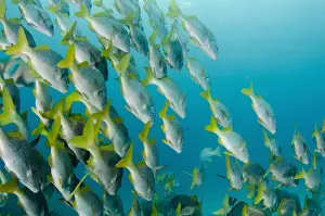 Images Dated 7th December 2014: Yellowtail Grunt (Anisotremus interruptus) GALAPAGOS ISLANDS, Ecuador, South