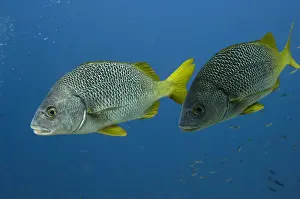 Wolf Island Prints: Yellowtail Grunt (Anisotremus interruptus) off of Wolf Island GALAPAGOS ISLANDS