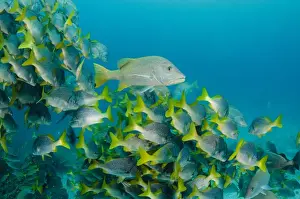 Images Dated 7th December 2014: Yellowtail Grunt (Anisotremus interruptus) & Yellow Snapper (Lutjanus argentiventris)