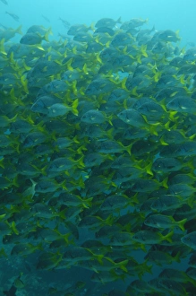 Images Dated 29th July 2007: Yellowtail Grunts (Anisotremus interruptus) Floreana Island GALAPAGOS ISLANDS