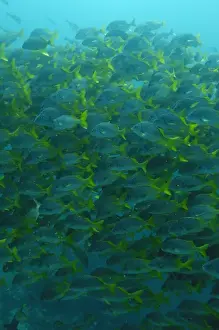 Yellowtail Grunts (Anisotremus interruptus) Floreana Island GALAPAGOS ISLANDS