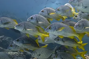 Images Dated 20th January 2010: Yellowtail Grunts (Anisotremus interruptus) Floreana Island GALAPAGOS ISLANDS