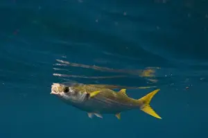 Wolf Island Prints: Yellowtail Mullet (Mugil rammelsbergi) off of Wolf Island, Galapagos Islands, Ecuador