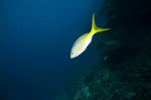 Images Dated 4th March 2007: Yellowtail Snapper, Caribbean Scuba Diving, Roatan, Bay Islands, Honduras, Central