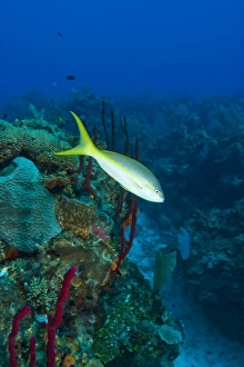 Images Dated 8th May 2004: Yellowtail Snapper (Ocgurus chrysurus) & Erect Rope Sponge (Amphimedon compressa)