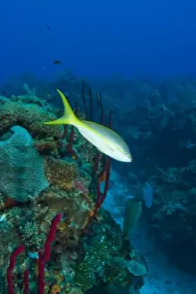 Barrier Reef Prints: Yellowtail Snapper (Ocgurus chrysurus) & Erect Rope Sponge (Amphimedon compressa)