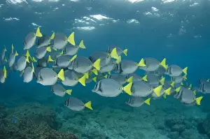Surgeonfish Prints: Yellowtailed Surgeonfish (Prionurus laticlavus) GALAPAGOS ISLANDS