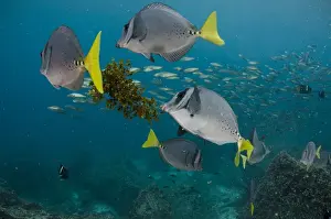 Images Dated 7th December 2014: Yellowtailed Surgeonfish (Prionurus laticlavus) GALAPAGOS ISLANDS