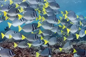 Yellowtailed Surgeonfish (Prionurus laticlavus) GALAPAGOS ISLANDS