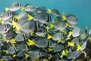 Images Dated 18th December 2014: Yellowtailed Surgeonfish (Prionurus laticlavus) GALAPAGOS ISLANDS