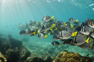 Images Dated 18th December 2014: Yellowtailed Surgeonfish (Prionurus laticlavus) GALAPAGOS ISLANDS