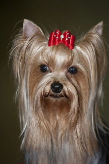 Yorkie Prints: show Yorkie, yorkshire Terrier, Head shot, red, bow
