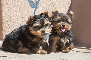 Images Dated 13th September 2006: Yorkshire Terrier Puppies sitting