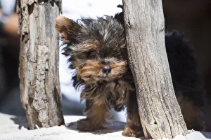 Images Dated 13th September 2006: Yorkshire Terrier Puppy sitting