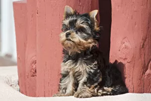 Images Dated 13th September 2006: Yorkshire Terrier Puppy sitting