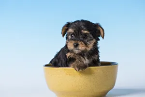 Images Dated 15th July 2017: Yorkshire Terrier puppy sitting in a small bowl. (PR)