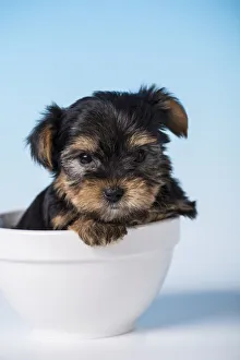 Copy Space Prints: Yorkshire Terrier puppy sitting in a small bowl. (PR)