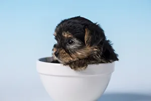 Yorkshire Terrier puppy sitting in a small bowl. (PR)