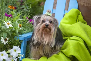 Prints of Yorkshire Terrier sitting on blue chair with green fabric Images Dated 2018 June: Yorkshire Terrier sitting on blue chair with green fabric