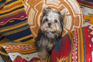 Prints of Yorkshire Terrier sitting on Southwestern blankets Images Dated 2018 June: Yorkshire Terrier sitting on Southwestern blankets