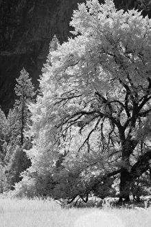 Yosemite Valley in infrared black and white, Yosemite National Park, California