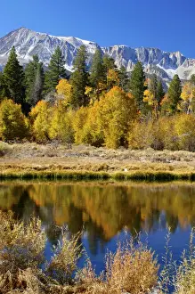 Sierras Prints: Yosemites Mount Dana as seen from Lee Vining Canyon in the Sierras