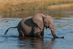 Wading Prints: A young African elephant, Loxodonta Africana