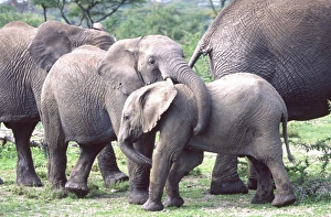 Wrestle Prints: Young African Elephants Wrestling, Loxodonta africana, Tanzania Africa