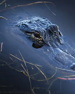 Wetlands Prints: Young American Alligator, Merritt Island NWR, Florida