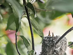 Hidden Prints: Young in Annas hummingbird nest in bougainvillea vine, Los Angeles, California