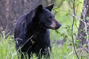 Prints of Young black bear at the National Bison Range in Moiese, Montana, USA. (Editorial Use Only) Images Dated 2024 September: Young black bear at the National Bison Range in Moiese, Montana, USA. (Editorial Use Only)